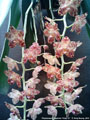 Photo : Phalaenopsis gigantea