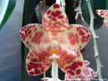 Photo : Phalaenopsis gigantea