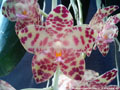 Photo : Phalaenopsis gigantea