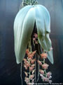 Photo : Phalaenopsis gigantea