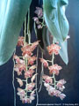 Photo : Phalaenopsis gigantea