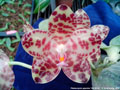 Photo : Phalaenopsis gigantea