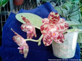 Photo : Phalaenopsis gigantea