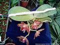 Photo : Phalaenopsis gigantea