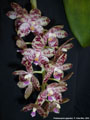 Photo : Phalaenopsis gigantea