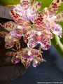 Photo : Phalaenopsis gigantea