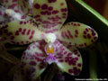 Photo : Phalaenopsis gigantea