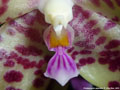 Photo : Phalaenopsis gigantea