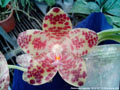 Photo : Phalaenopsis gigantea