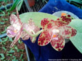 Photo : Phalaenopsis gigantea