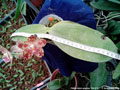 Photo : Phalaenopsis gigantea