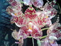 Photo : Phalaenopsis gigantea