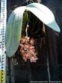 Photo : Phalaenopsis gigantea