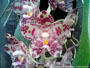 Photo : Phalaenopsis gigantea