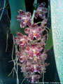 Photo : Phalaenopsis gigantea