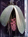 Photo : Phalaenopsis gigantea