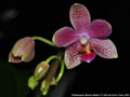Photo : Phalaenopsis Bernice Maskin