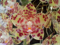 Photo : Phalaenopsis gigantea
