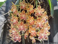 Photo : Phalaenopsis gigantea