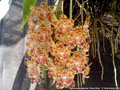 Photo : Phalaenopsis gigantea