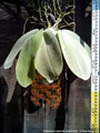Photo : Phalaenopsis gigantea