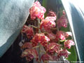 Photo : Phalaenopsis gigantea