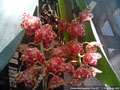 Photo : Phalaenopsis gigantea