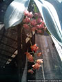 Photo : Phalaenopsis gigantea