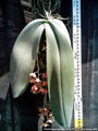 Photo : Phalaenopsis gigantea