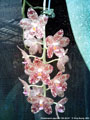 Photo : Phalaenopsis gigantea