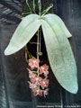 Photo : Phalaenopsis gigantea