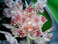Photo : Phalaenopsis gigantea