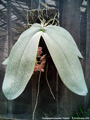 Photo : Phalaenopsis gigantea
