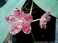 Photo : Phalaenopsis gigantea