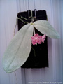 Photo : Phalaenopsis gigantea