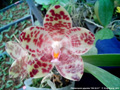Photo : Phalaenopsis gigantea