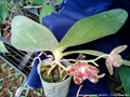Photo : Phalaenopsis gigantea