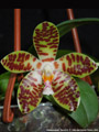 Photo : Phalaenopsis David Ai