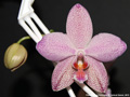 Photo : Phalaenopsis Schillgig