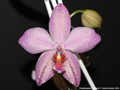 Photo : Phalaenopsis Schillgig