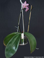 Photo : Phalaenopsis Schillgig