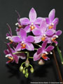 Photo : Phalaenopsis Bernice Maskin