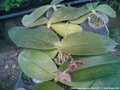 Photo : Phalaenopsis gigantea