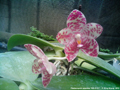 Photo : Phalaenopsis gigantea