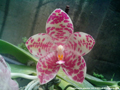 Photo : Phalaenopsis gigantea