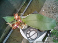 Photo : Phalaenopsis gigantea