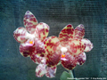 Photo : Phalaenopsis gigantea