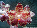 Photo : Phalaenopsis gigantea