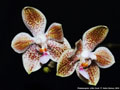 Photo : Phalaenopsis Little Giant