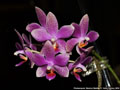 Photo : Phalaenopsis Bernice Maskin